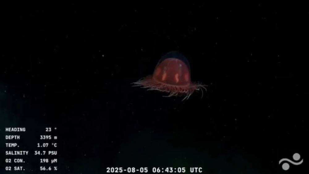 A reddish sea creature swimming in the dark